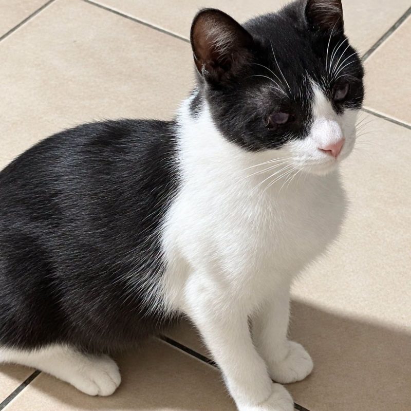 Ivoire - Chat Européen à adopter - photo 2