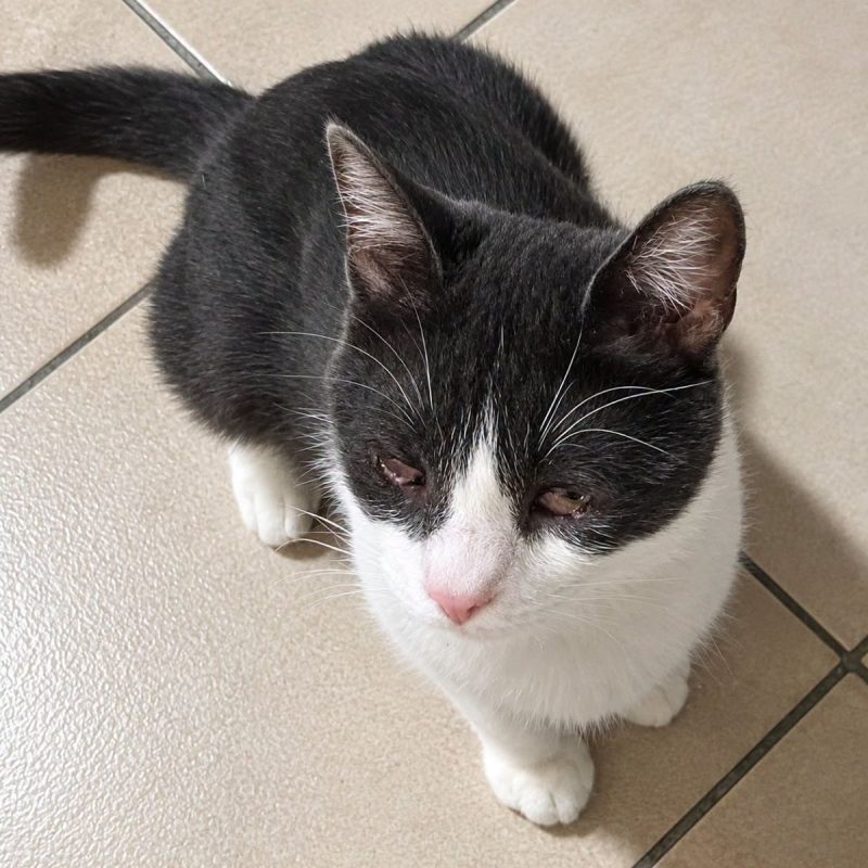 Ivoire - Chat Européen à adopter - photo 4