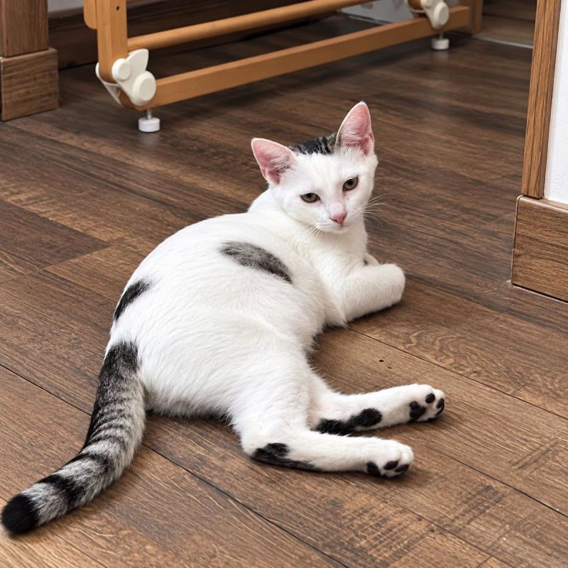 Domino - Chat Européen à adopter - photo 3