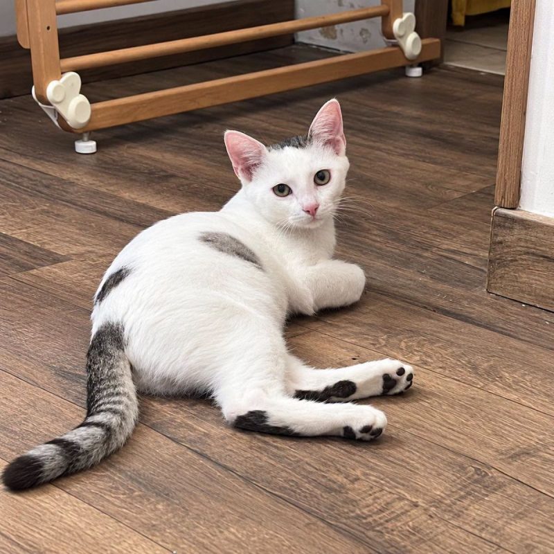 Domino - Chat Européen à adopter - photo 2