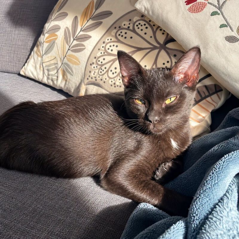 Magma - Chat Européen à adopter