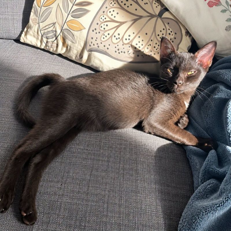 Magma - Chat Européen à adopter - photo 2