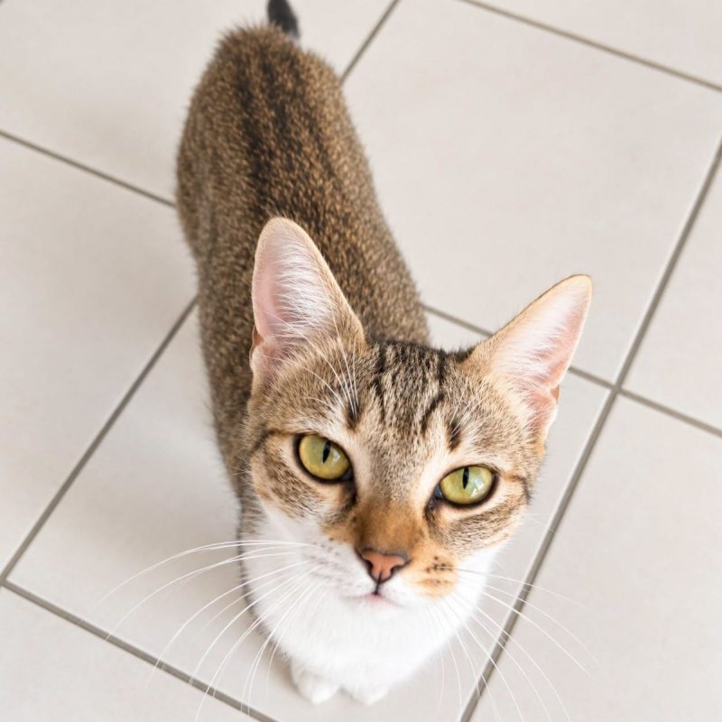 Bonnie - Chat Européen à adopter