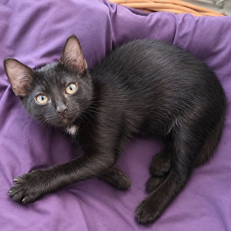 Loulou - Chat Européen à adopter - photo 2