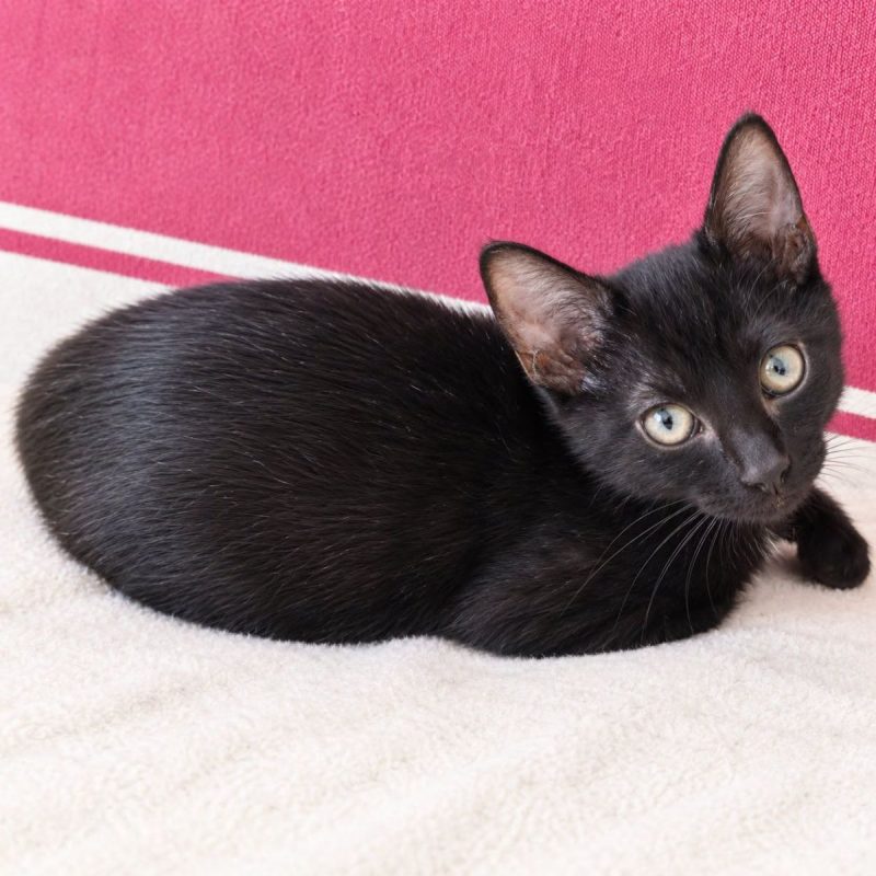 Loulou - Chat Européen à adopter - photo 3