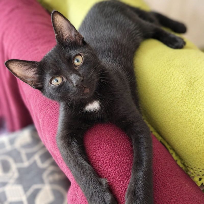 Loulou - Chat Européen à adopter