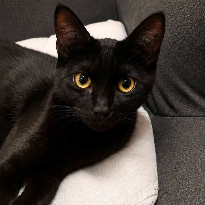 Zeek - Chat Européen à adopter