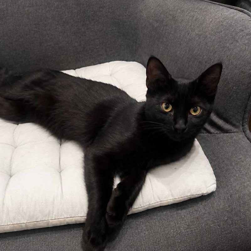 Zeek - Chat Européen à adopter - photo 2