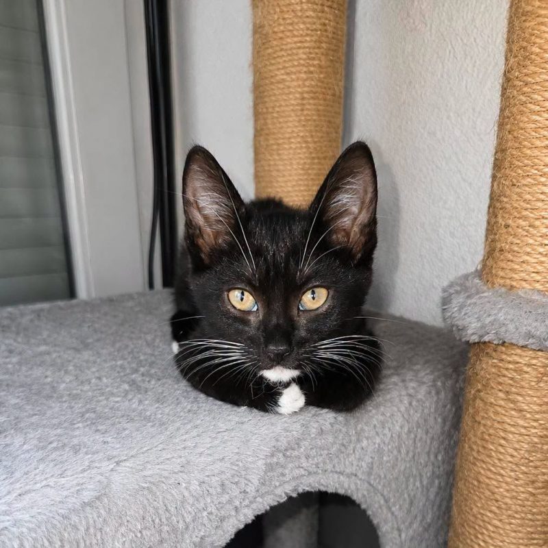 Milka - Chat Européen à adopter - photo 3