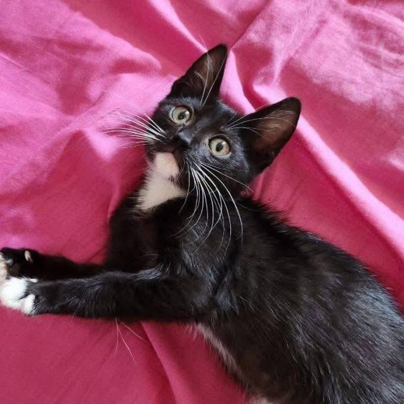 Milka - Chat Européen à adopter - photo 2