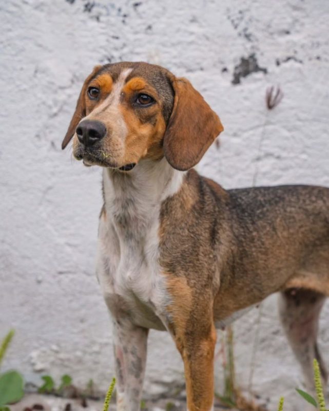 Crozyflette - Chien Beagle à adopter