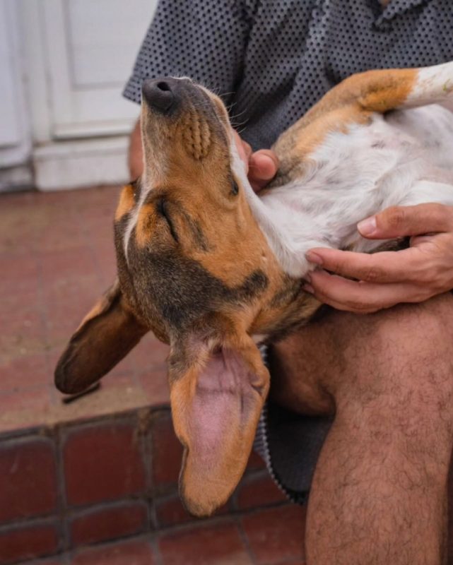 Crozyflette - Chien Beagle à adopter - photo 2