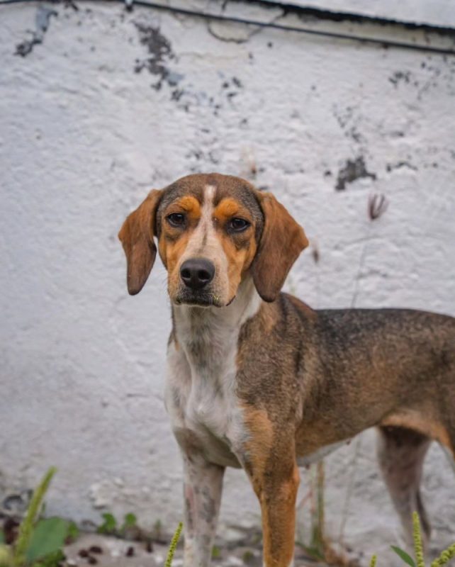 Crozyflette - Chien Beagle à adopter - photo 3