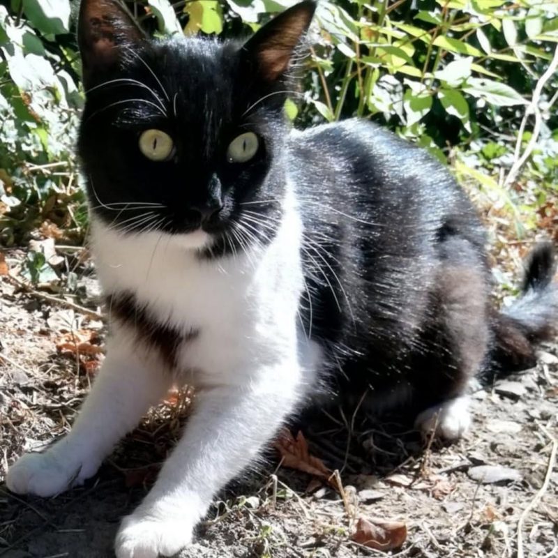 Vanille - Chat Européen à adopter