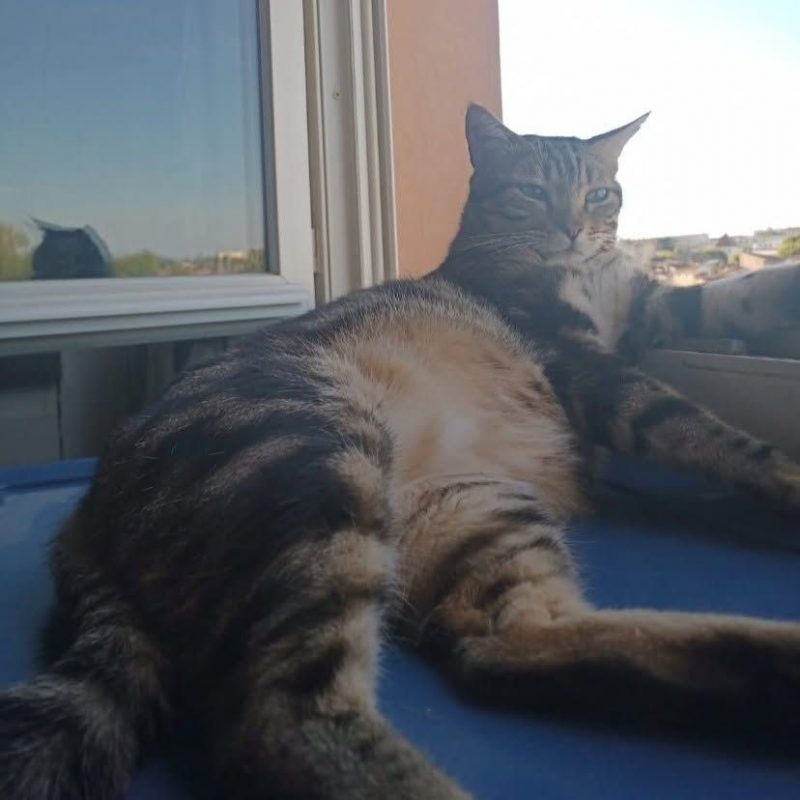 Likou - Chat Européen à adopter - photo 2