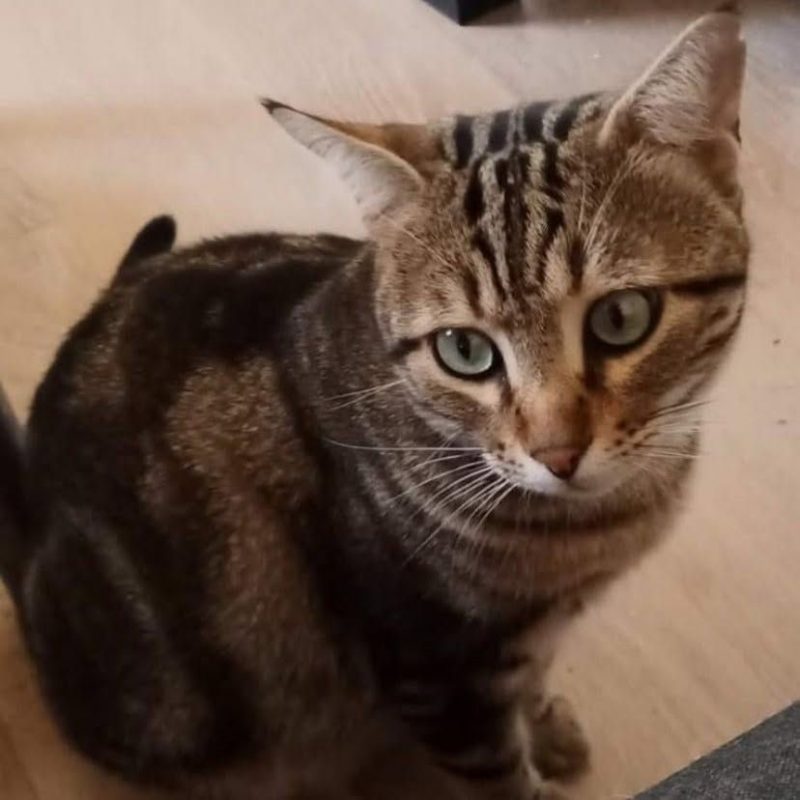 Likou - Chat Européen à adopter - photo 4