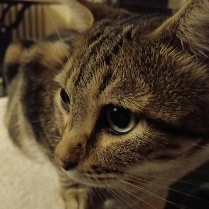 Likou - Chat Européen à adopter - photo 3