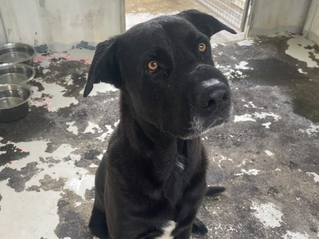 Yago - Chien à adopter
