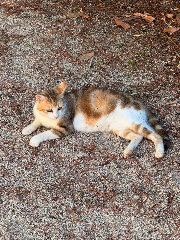 Bloom - Chat à adopter - photo 2