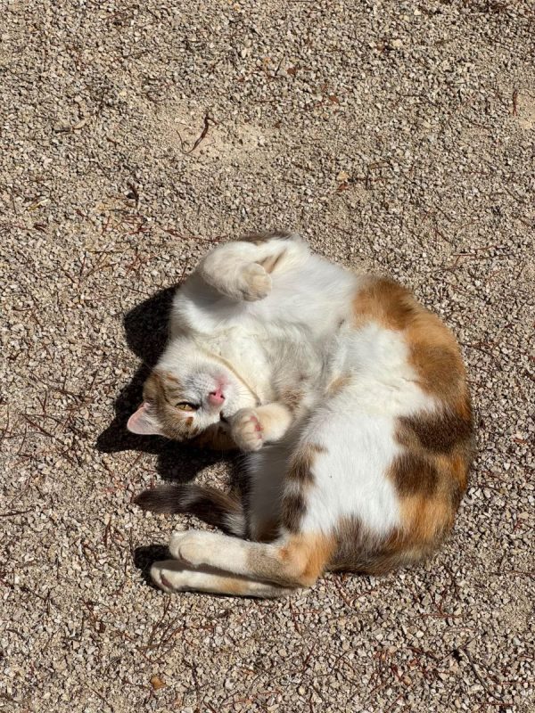 Bloom - Chat à adopter - photo 4