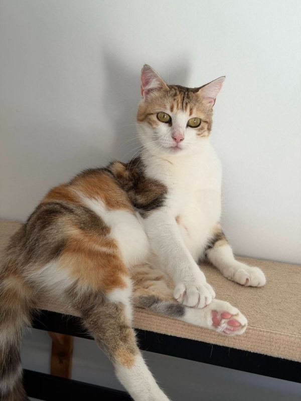 Bloom - Chat à adopter