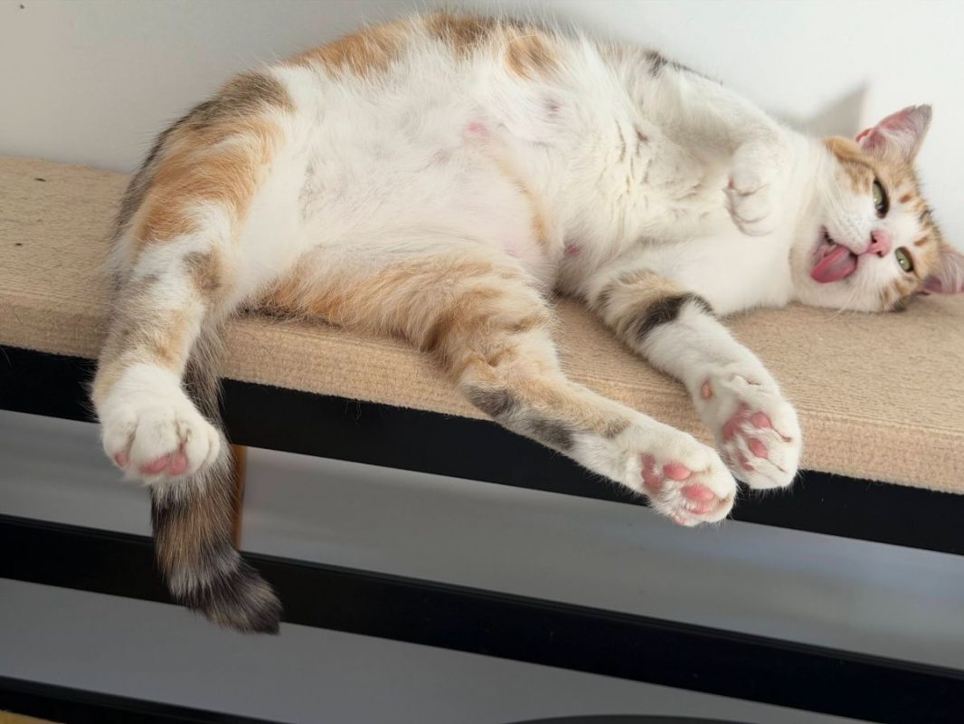 Bloom - Chat à adopter - photo 7