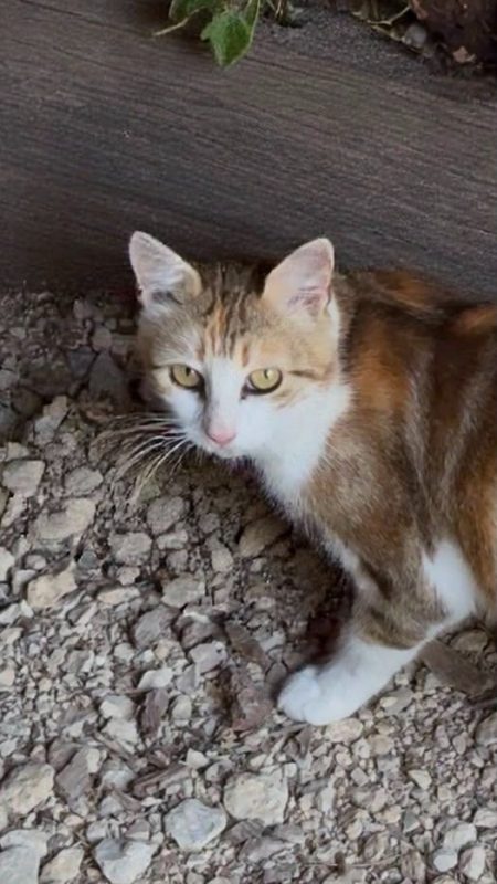 Bloom - Chat à adopter - photo 3