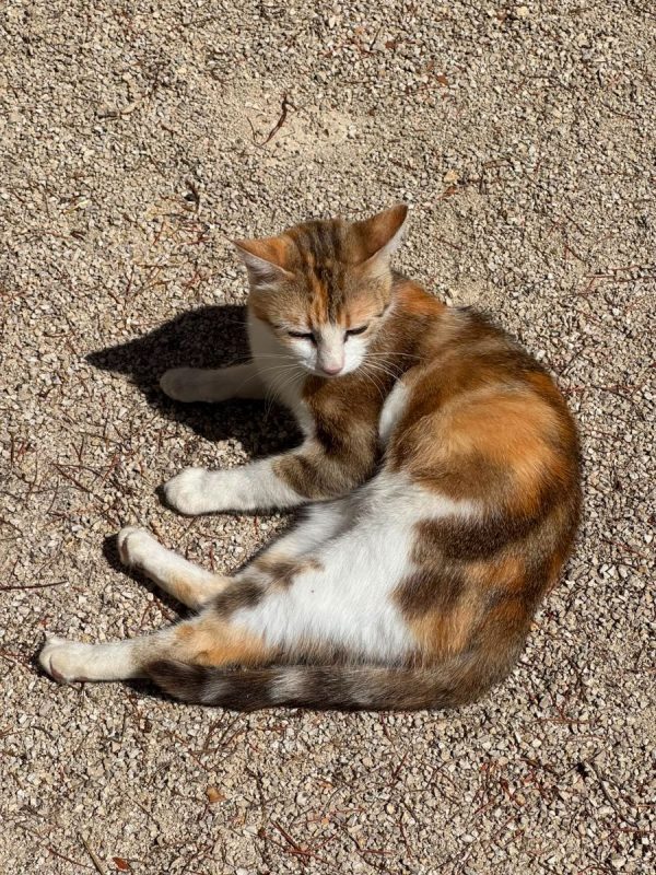 Bloom - Chat à adopter - photo 6