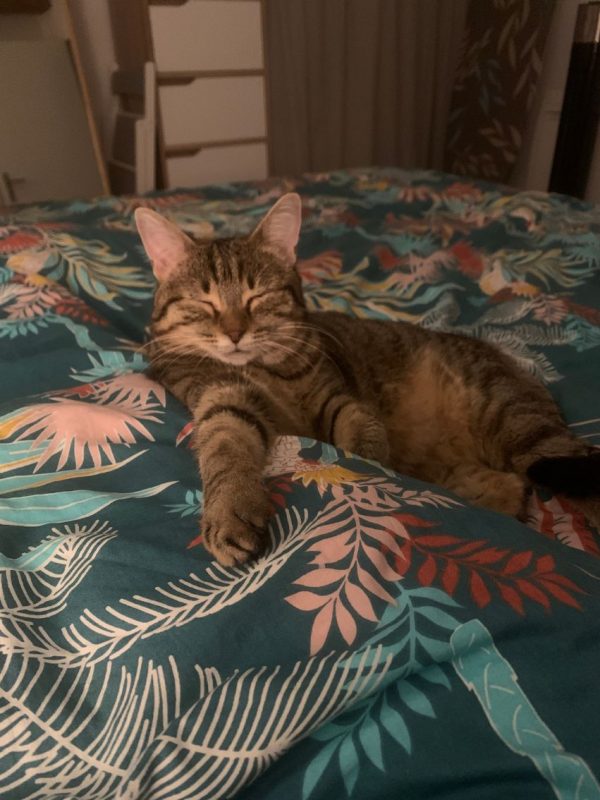 Lilie - Chat Européen à adopter - photo 3