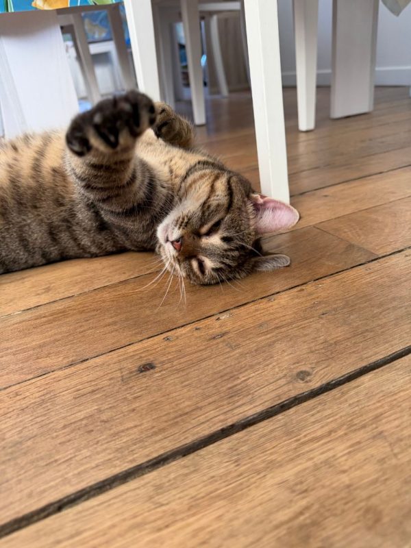 Lilie - Chat Européen à adopter - photo 5