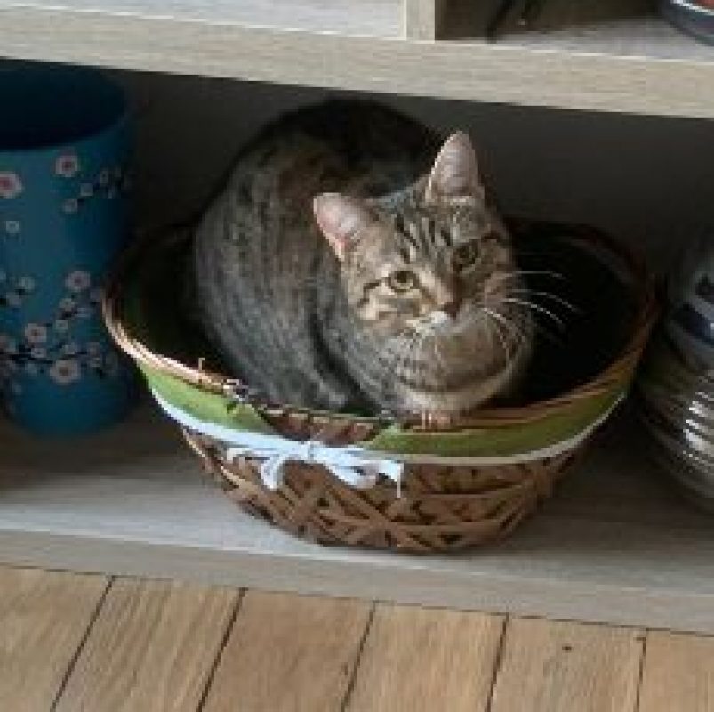 Lilie - Chat Européen à adopter