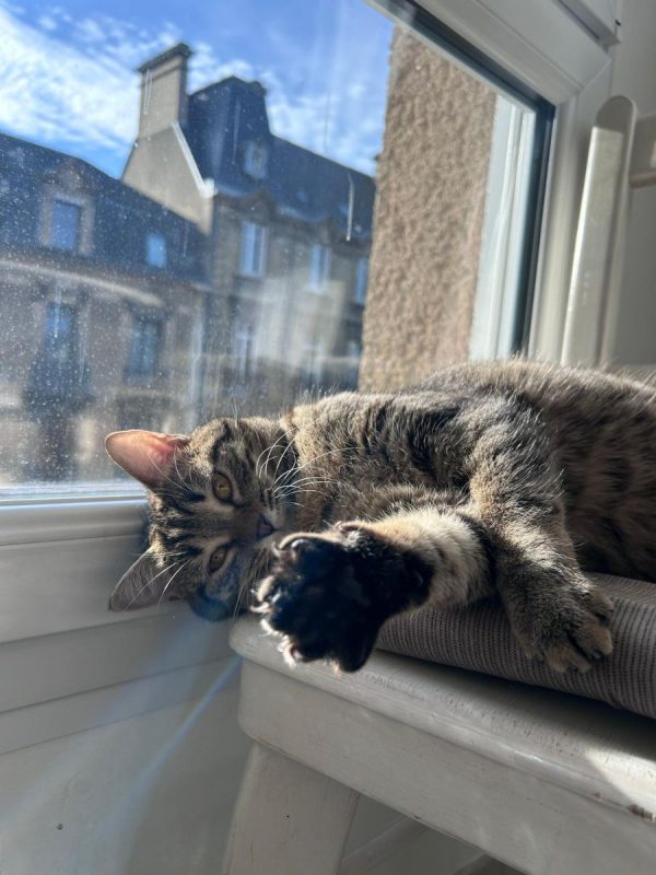 Lilie - Chat Européen à adopter - photo 4