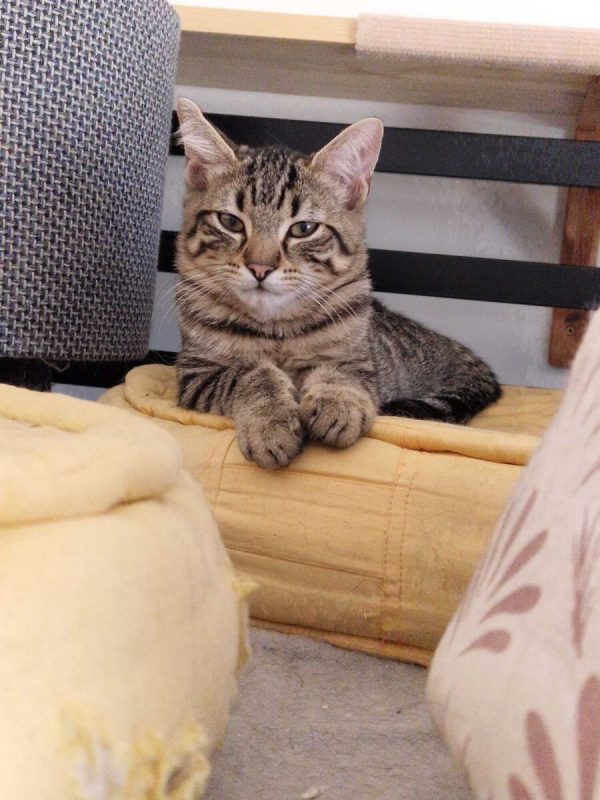 Bingo - Chat Européen à adopter - photo 5