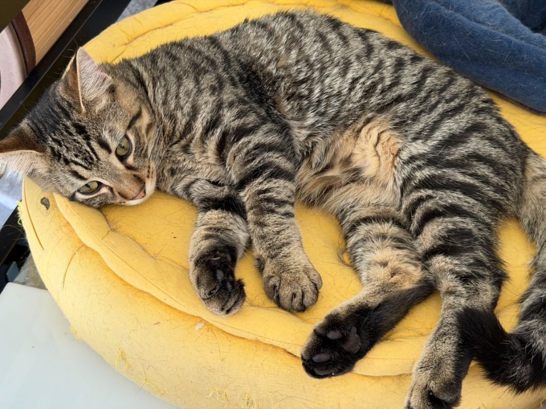 Bingo - Chat Européen à adopter - photo 4
