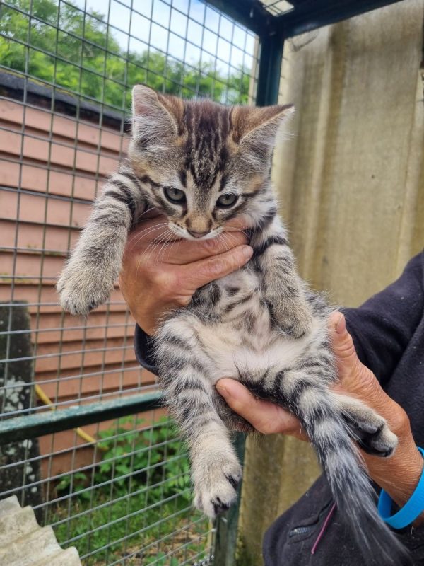 Bingo - Chat Européen à adopter