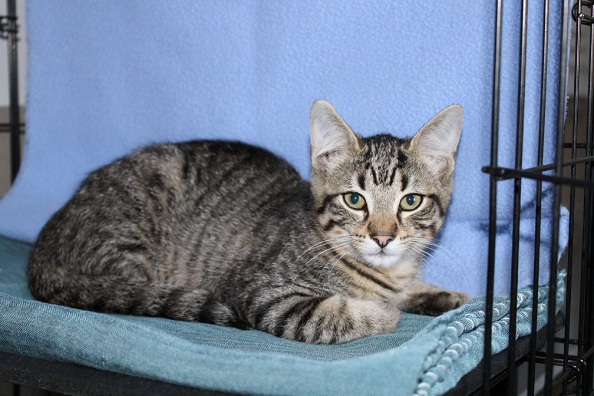 Bingo - Chat Européen à adopter - photo 3
