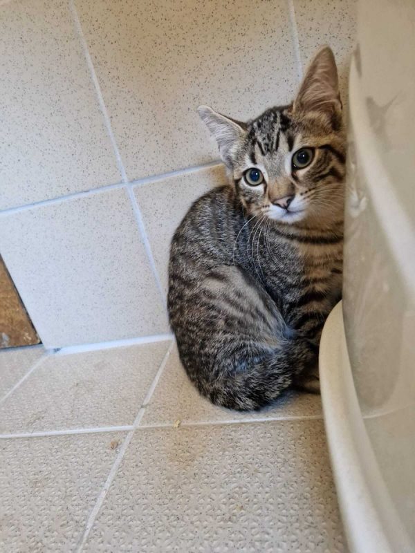 Bingo - Chat Européen à adopter - photo 6