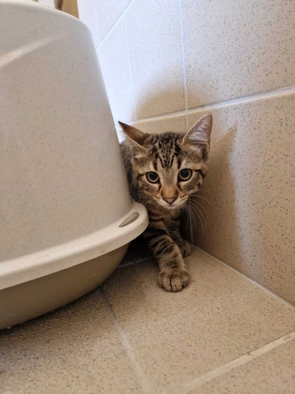 Bingo - Chat Européen à adopter - photo 2