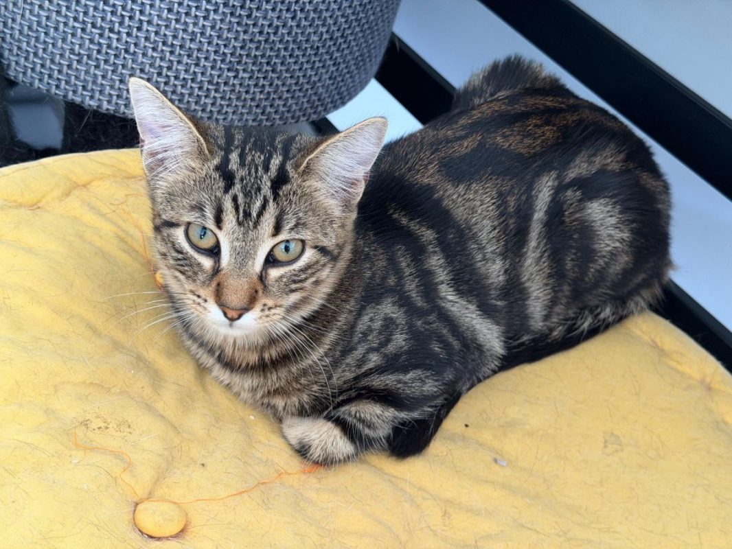 Bali - Chat Européen à adopter - photo 4