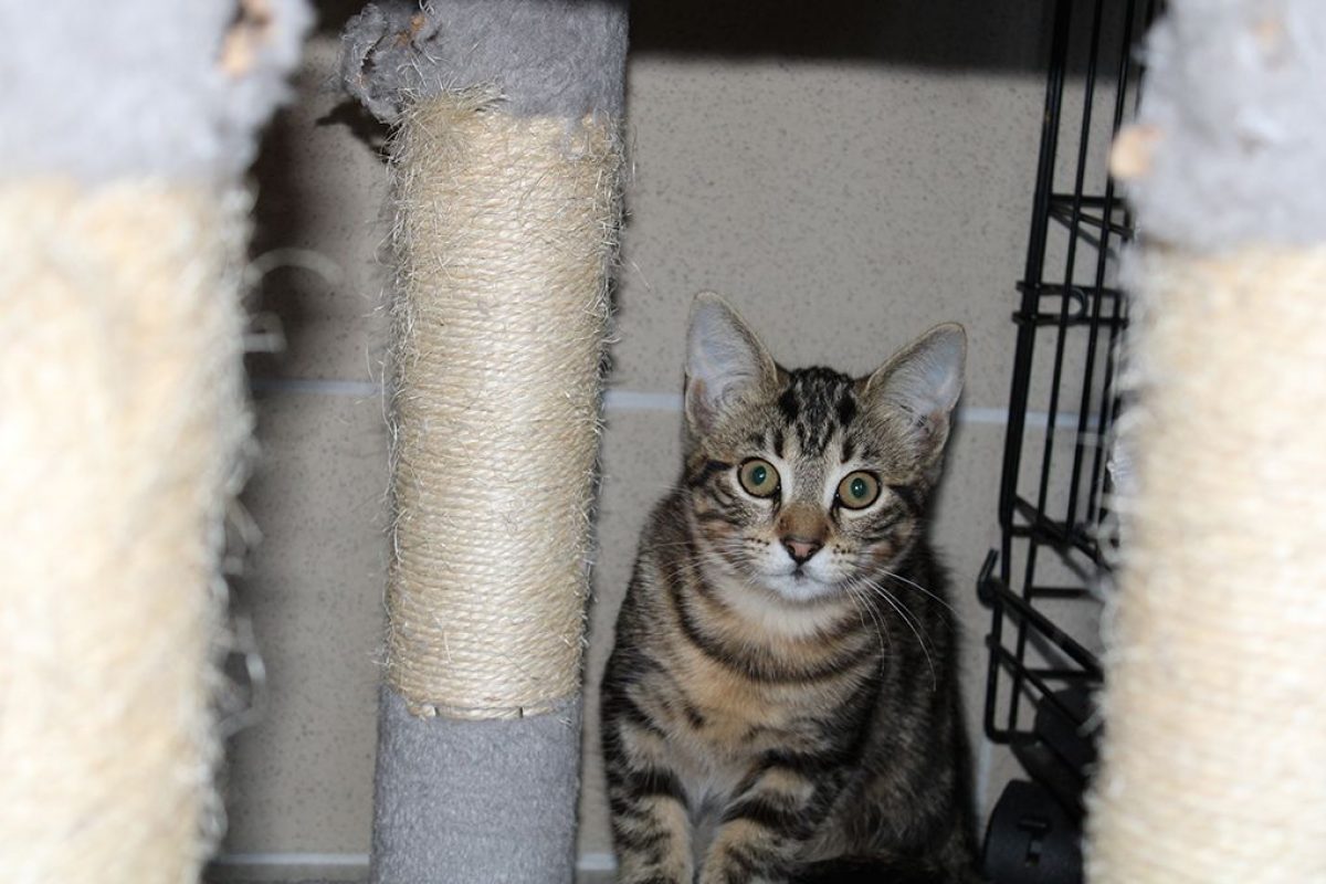 Bali - Chat Européen à adopter - photo 3