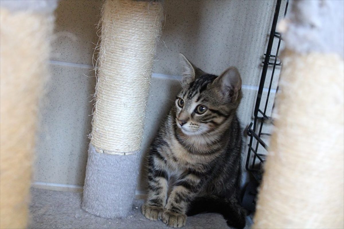 Bali - Chat Européen à adopter - photo 2