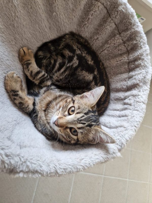 Bali - Chat Européen à adopter