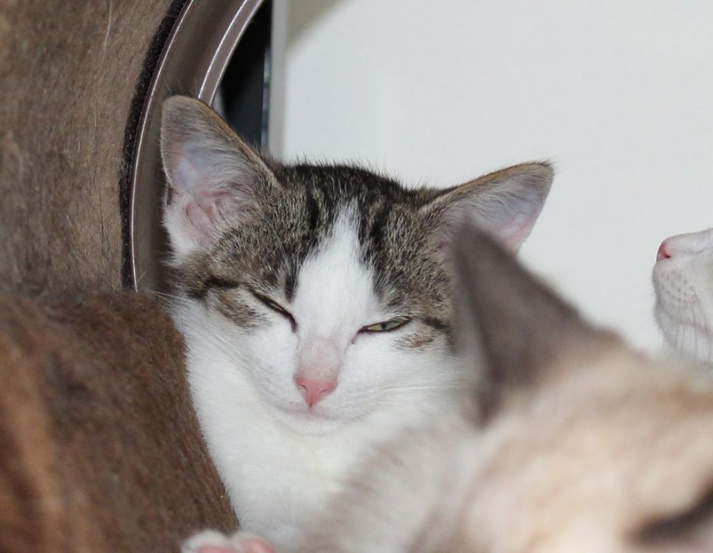 Brooklyn - Chat Européen à adopter