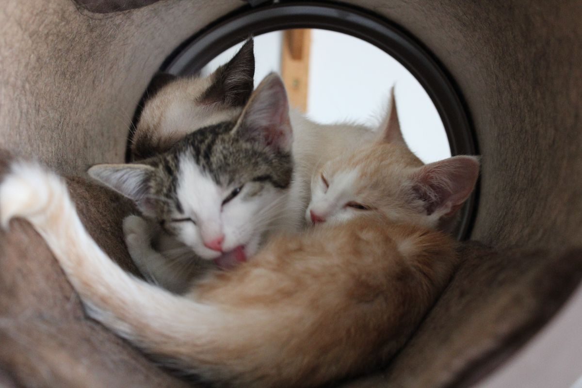 Brooklyn - Chat Européen à adopter - photo 3