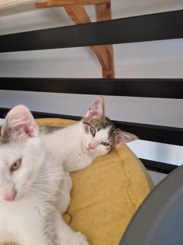 Brooklyn - Chat Européen à adopter - photo 2