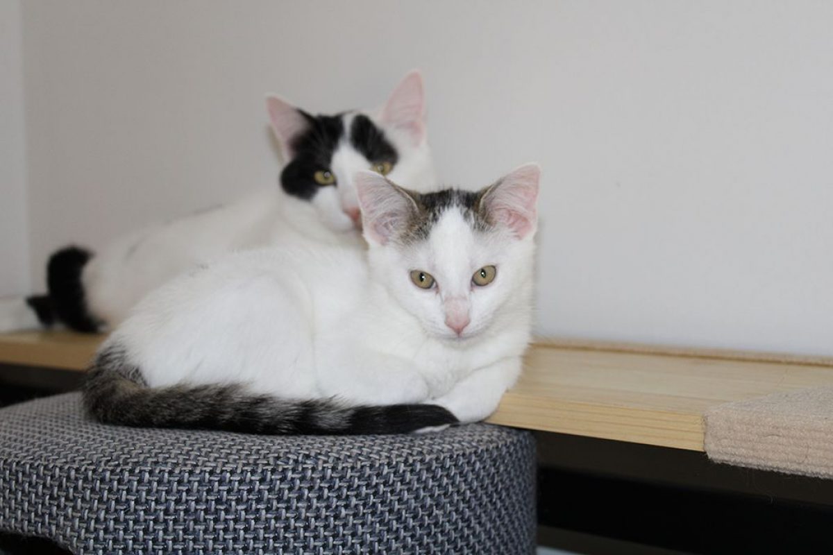 Bobby - Chat à adopter - photo 2