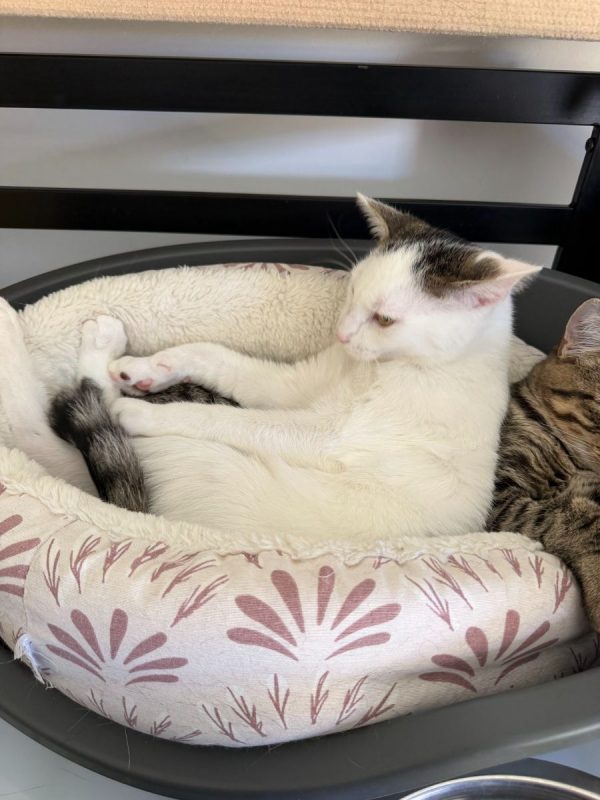 Bobby - Chat à adopter - photo 3