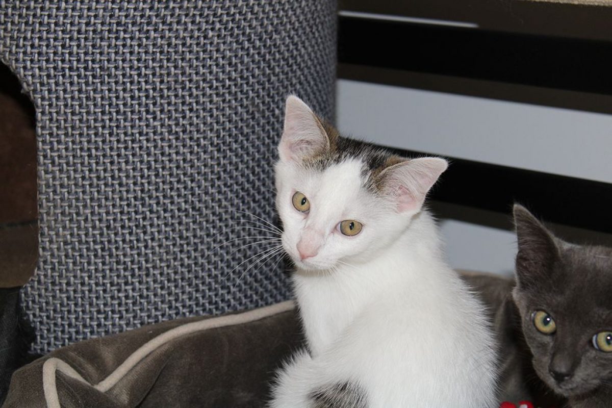 Bobby - Chat à adopter