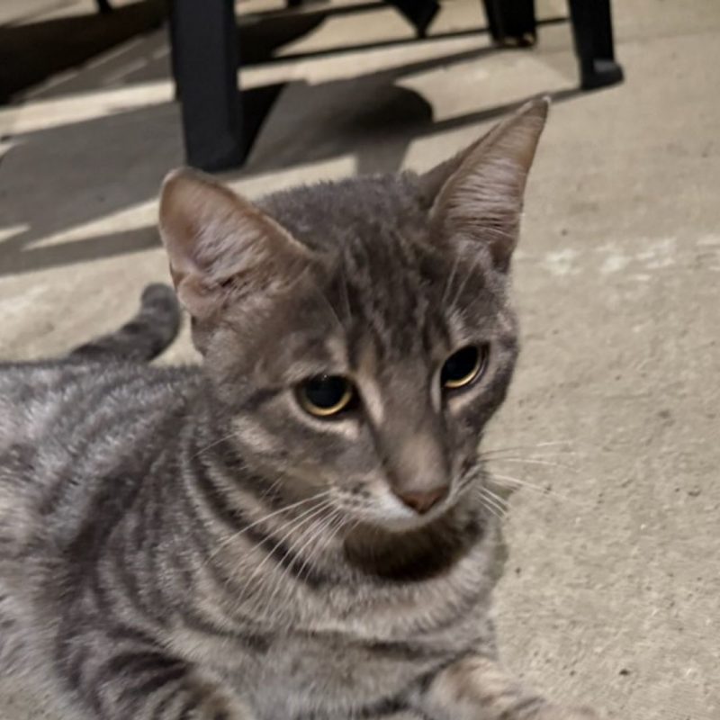 Léo - Chat à adopter