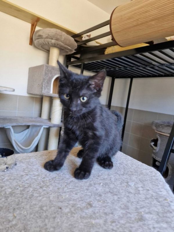 Brownie - Chat à adopter - photo 2